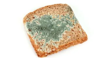 فطر عفن الخبز