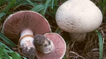 طرق زراعة عيش الغراب