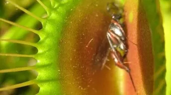 أسماء نباتات آكلة الحشرات