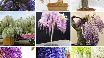 أسماء نباتات الزينة