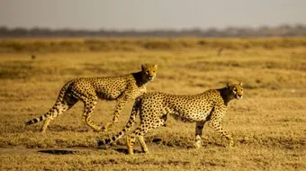 أسماء الحيوانات البرية