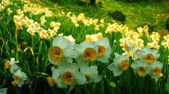 فوائد زهرة النرجس