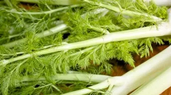 أعشاب طبيعية لزيادة الوزن