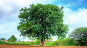 فوائد شجرة النيم