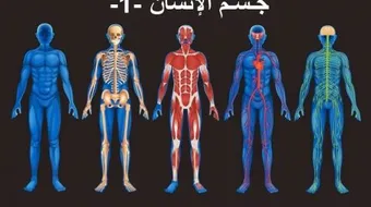 تشريح الجهاز العصبي