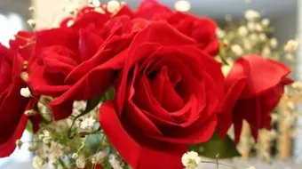 كلام جميل عن الورد الأحمر