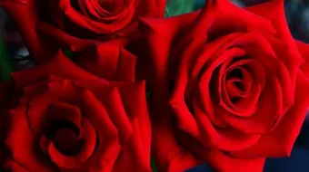 اشعار عن الحب