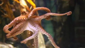 عدد أذرع الأخطبوط