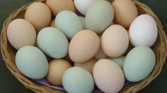 العناصر الغذائية في البيض