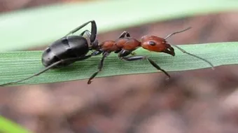 من عجائب النمل