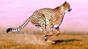 الرأي قبل شجاعة الشجعان