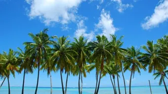 طرق زراعة النخيل