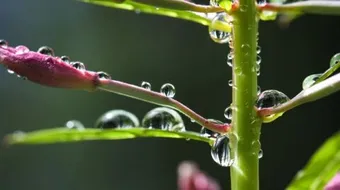 أجزاء الخلية النباتية