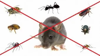 طرق مكافحة الحشرات