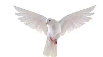 مشروع تربية الحمام