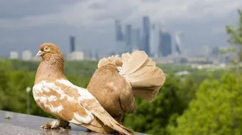 تربية الحمام