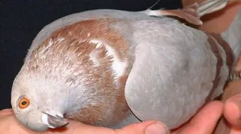 أمراض الحمام وطرق العلاج