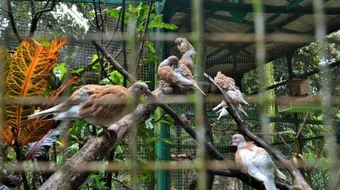 الحمام وأنواعه