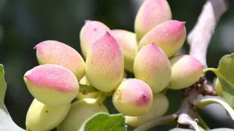 شجرة الفستق الحلبي