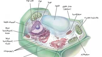 أجزاء الخلية النباتية والحيوانية