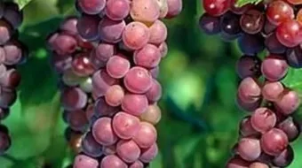 طرق تكاثر النباتات