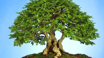 خواص النبات