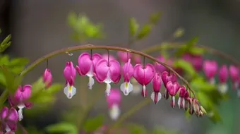 أشعار نزار قباني عن الشوق