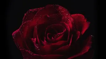 شعر عن الحب