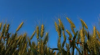 شعر عن حب الوطن