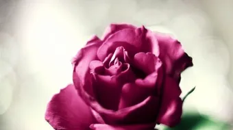 شعر عن جمال الروح