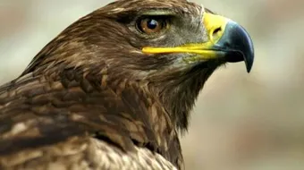 شعر عزة النفس