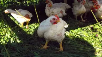 أمراض الدواجن وطرق علاجها