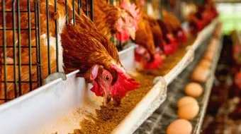 مكونات العلف المركز للدواجن