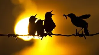 توكيل الرزق لله