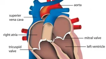 خفقان القلب للحامل وأسبابه
