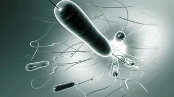 الوقاية من مرض الكوليرا