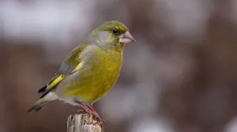 الكنار السليم