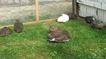 طريقة تربية السمان