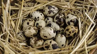 أضرار بيض السمان