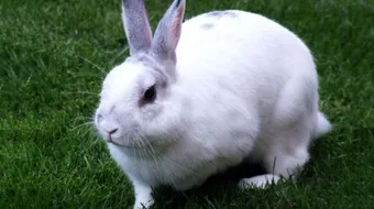 أمراض الأرانب وكيفية علاجها