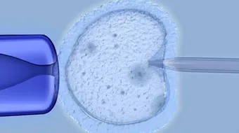 أسباب عدم ثبات الأجنة بعد الترجيع