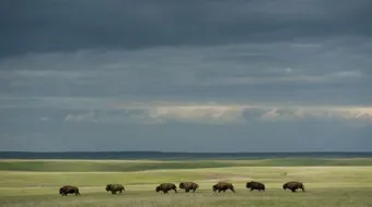 بحث حول تنقل الحيوانات