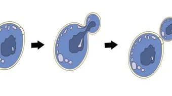بحث عن تكاثر الخلايا