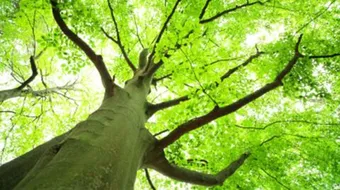 بحث عن علم البيئة