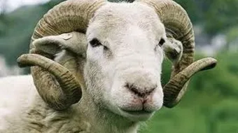 بحث حول عيد الأضحى