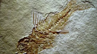 بحث حول المستحثات للسنة الثانية متوسط