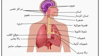 بحث حول الجهاز التنفسي
