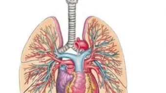 فوائد الجهاز التنفسي