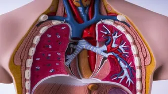 الجهاز التنفسي