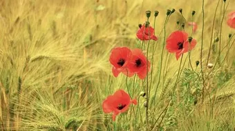 قصائد شعرية رومانسية